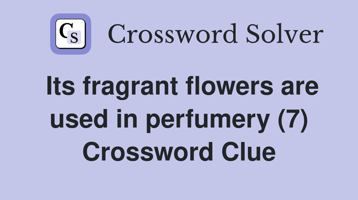 Its fragrant flowers are used in perfumery (7) Crossword Clue Answers